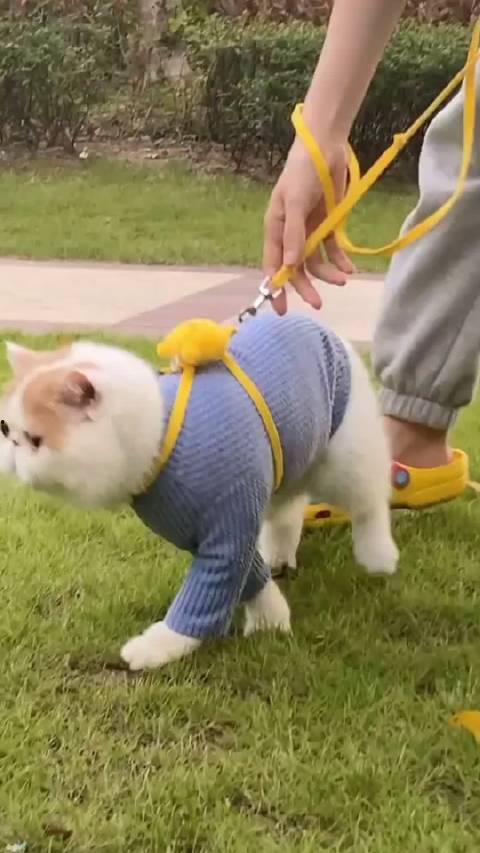 加菲最新爆料视频大全,揭秘娱乐圈幕后真相